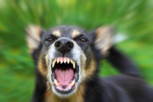 Dog Bite Attorney Indianapolis – Goodin Abernathy