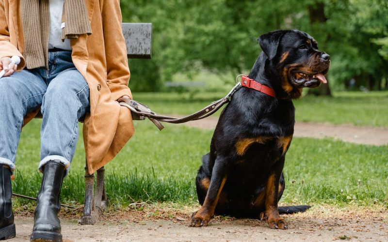 Are Rottweilers Dangerous? A Breed Highlight